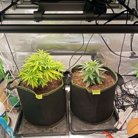Blue Cheese #1 growlog timeline photo