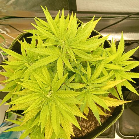Blue Cheese #1 growlog timeline photo
