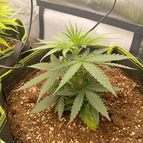 Blue Cheese #1 growlog timeline photo