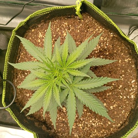 Blue Cheese #1 growlog timeline photo