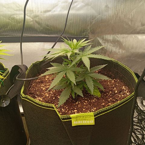 Blue Cheese #1 growlog timeline photo