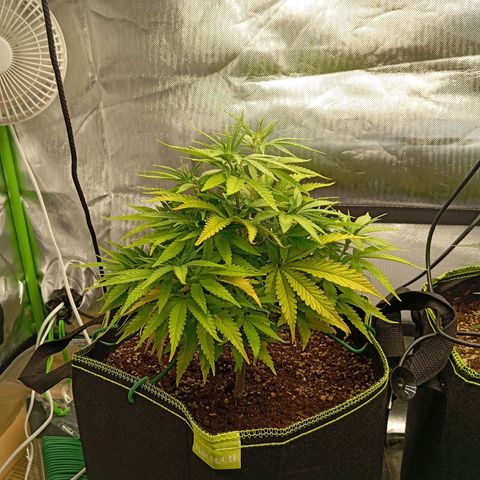 Blue Cheese #1 growlog timeline photo