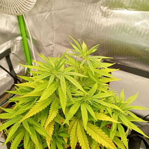Blue Cheese #1 growlog timeline photo