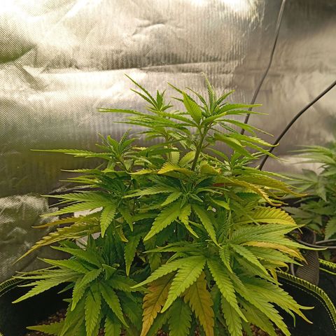Blue Cheese #1 growlog timeline photo