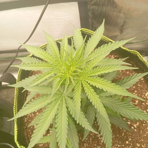 Blue Cheese #1 growlog photo: Before topping and LST 