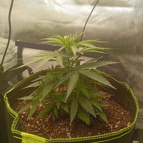 Blue Cheese #1 growlog photo: Before topping and LST 