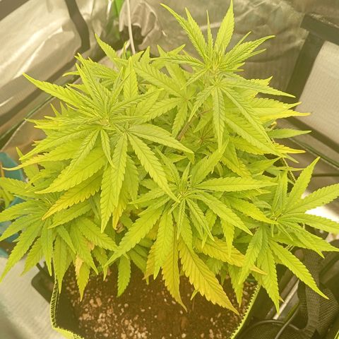 Blue Cheese #1 growlog photo: Before topping and LST 