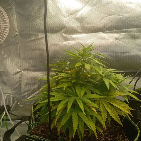 Blue Cheese #1 growlog photo: Before topping and LST 
