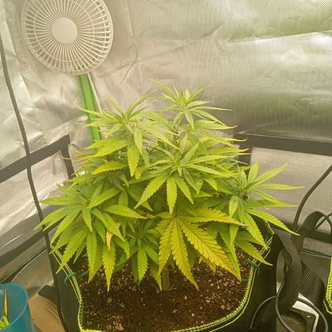 Blue Cheese #1 growlog photo: Before topping and LST 