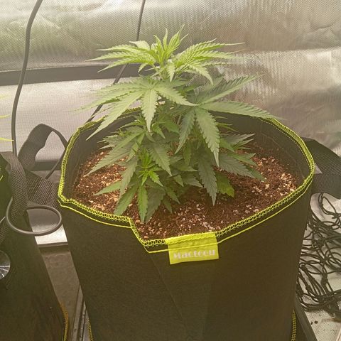 Blue Cheese #1 growlog photo: Before topping and LST 