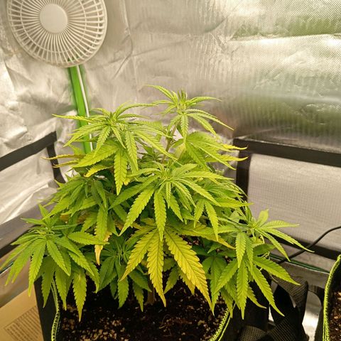 Blue Cheese #1 growlog timeline photo
