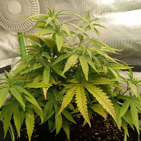 Blue Cheese #1 growlog timeline photo