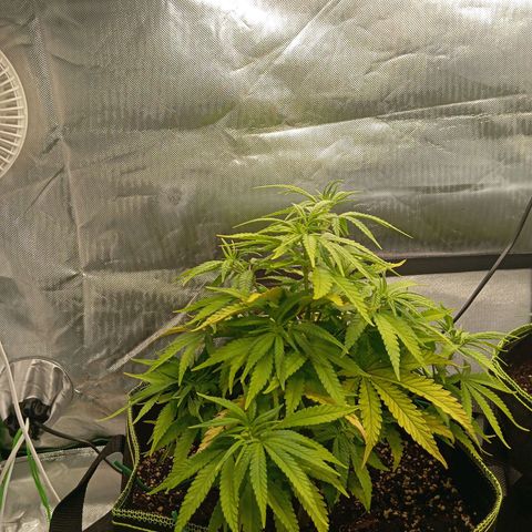 Blue Cheese #1 growlog timeline photo