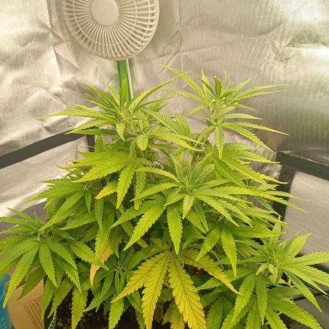 Blue Cheese #1 growlog timeline photo