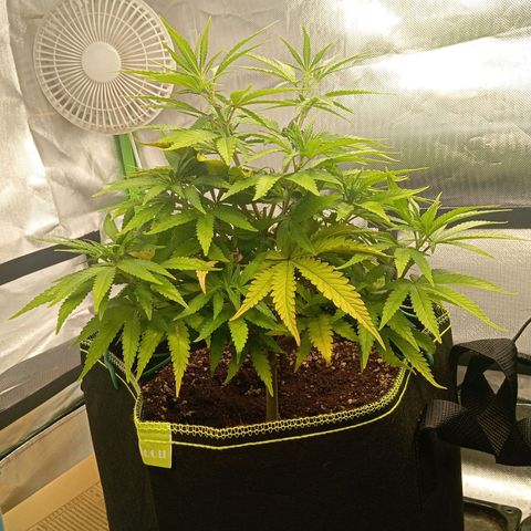Blue Cheese #1 growlog timeline photo