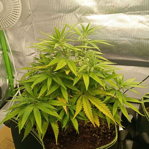 Blue Cheese #1 growlog timeline photo