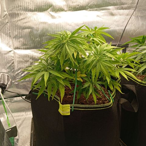 Blue Cheese #1 growlog timeline photo