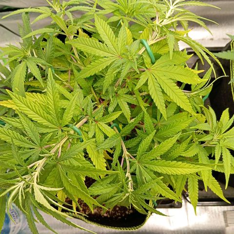 Blue Cheese #1 growlog timeline photo