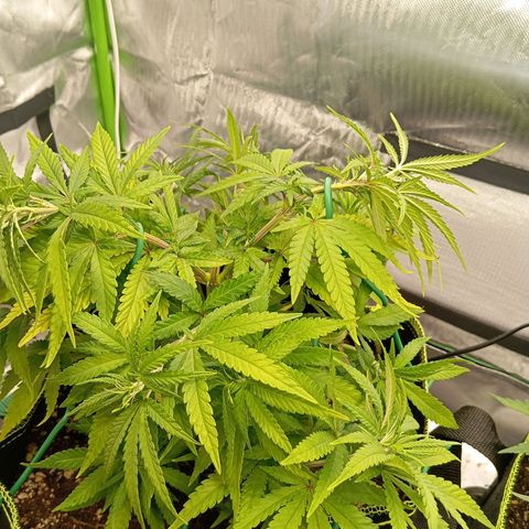 Blue Cheese #1 growlog timeline photo