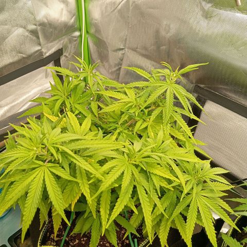 Blue Cheese #1 growlog timeline photo