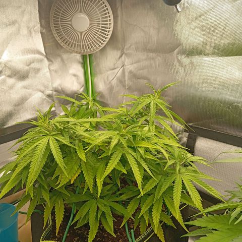 Blue Cheese #1 growlog timeline photo