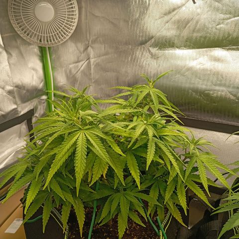 Blue Cheese #1 growlog timeline photo