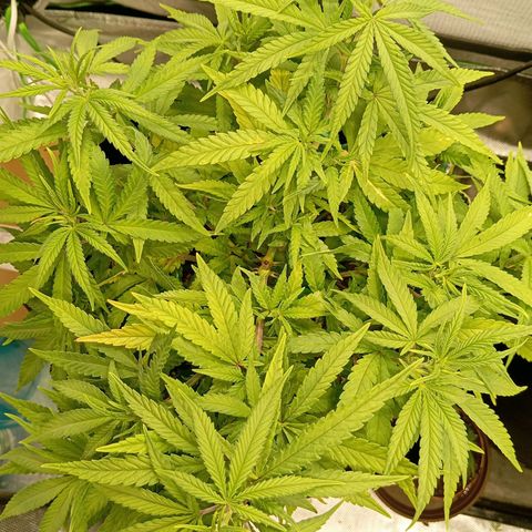 Blue Cheese #1 growlog timeline photo