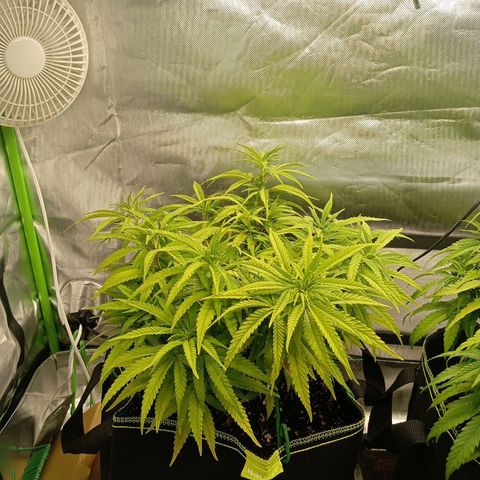 Blue Cheese #1 growlog timeline photo