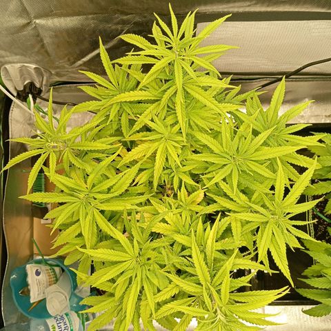 Blue Cheese #1 growlog timeline photo