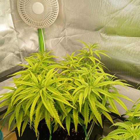 Blue Cheese #1 growlog timeline photo