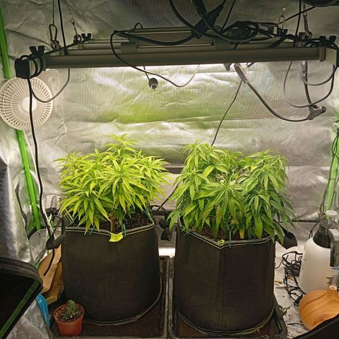 Blue Cheese #1 growlog timeline photo