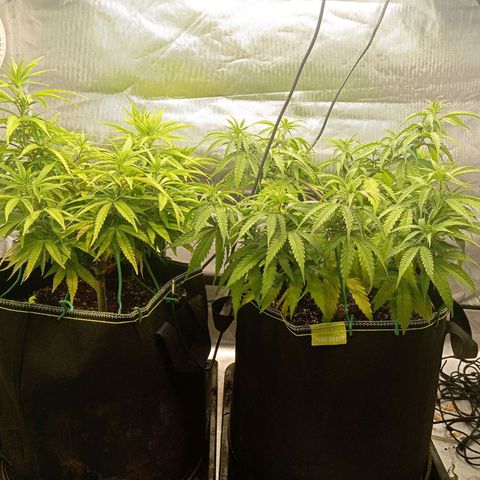 Blue Cheese #1 growlog timeline photo