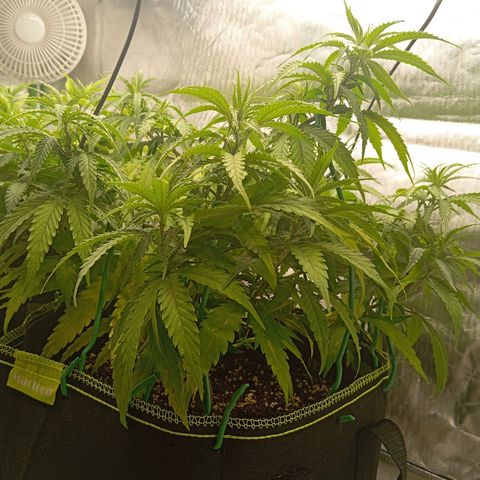 Blue Cheese #1 growlog timeline photo