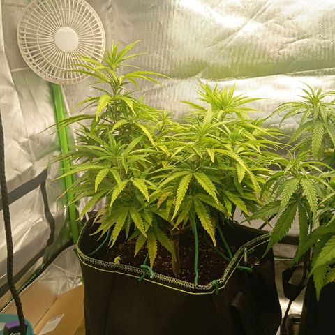 Blue Cheese #1 growlog timeline photo
