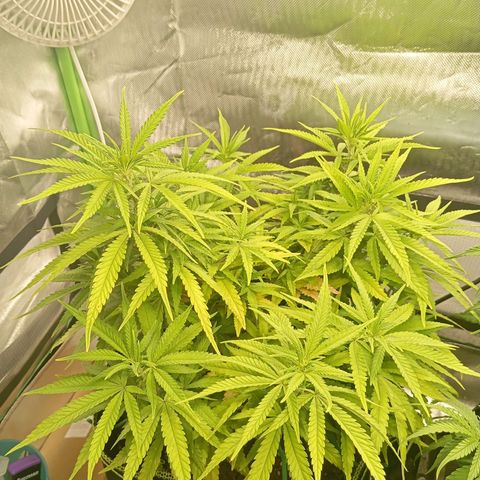 Blue Cheese #1 growlog timeline photo