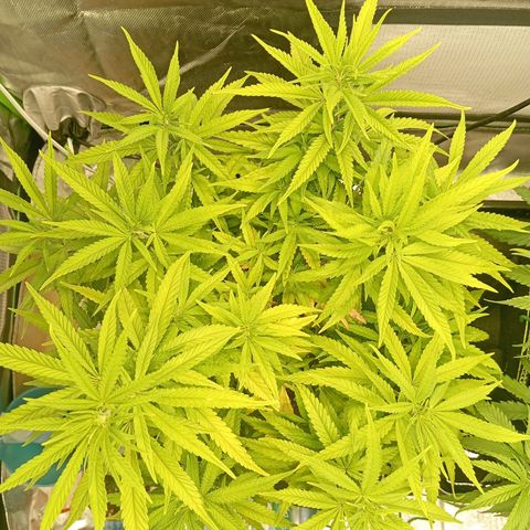 Blue Cheese #1 growlog timeline photo