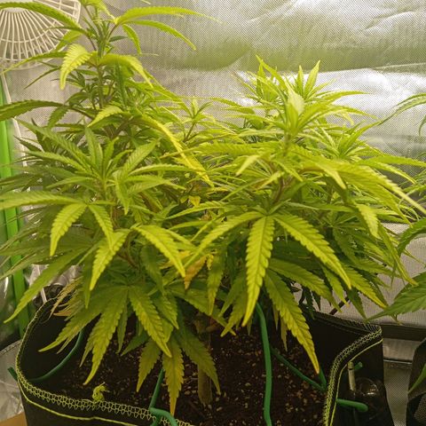 Blue Cheese #1 growlog timeline photo