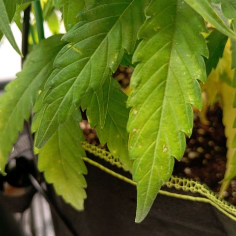 Blue Cheese #1 growlog photo: Diverse Mängel an beiden pflanzen, kein plan was passiert und ehrlich gesagt kein Bock mehr mein Kopf wegen komischen Mängel zu ficken 