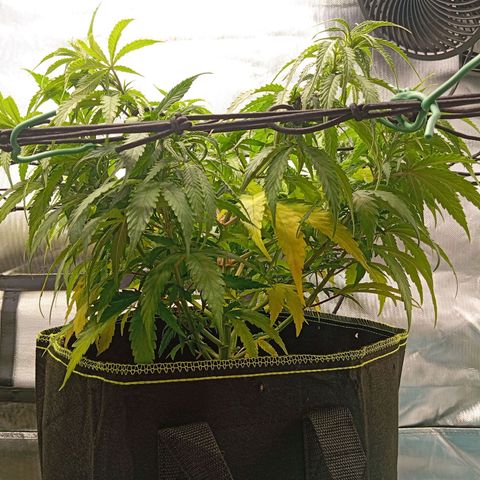 Blue Cheese #1 growlog photo: Diverse Mängel an beiden pflanzen, kein plan was passiert und ehrlich gesagt kein Bock mehr mein Kopf wegen komischen Mängel zu ficken 