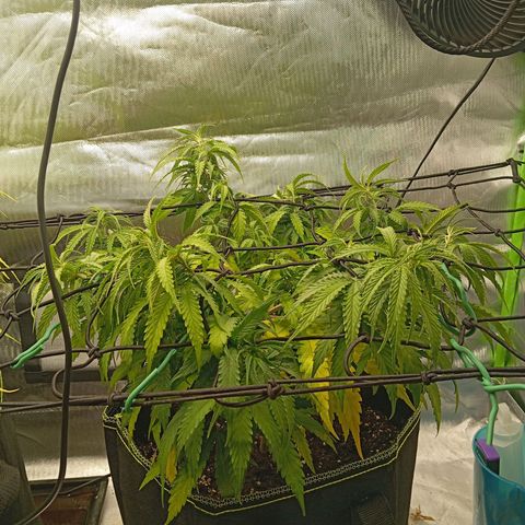 Blue Cheese #1 growlog photo: Diverse Mängel an beiden pflanzen, kein plan was passiert und ehrlich gesagt kein Bock mehr mein Kopf wegen komischen Mängel zu ficken 