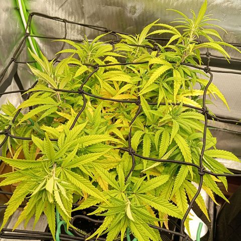 Blue Cheese #1 growlog photo: Diverse Mängel an beiden pflanzen, kein plan was passiert und ehrlich gesagt kein Bock mehr mein Kopf wegen komischen Mängel zu ficken 