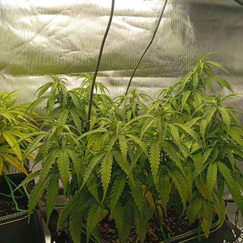 Blue Cheese #1 growlog photo: Diverse Mängel an beiden pflanzen, kein plan was passiert und ehrlich gesagt kein Bock mehr mein Kopf wegen komischen Mängel zu ficken 