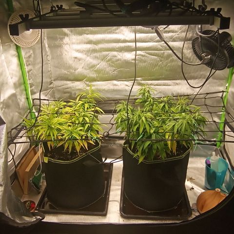 Blue Cheese #1 growlog photo: Diverse Mängel an beiden pflanzen, kein plan was passiert und ehrlich gesagt kein Bock mehr mein Kopf wegen komischen Mängel zu ficken 