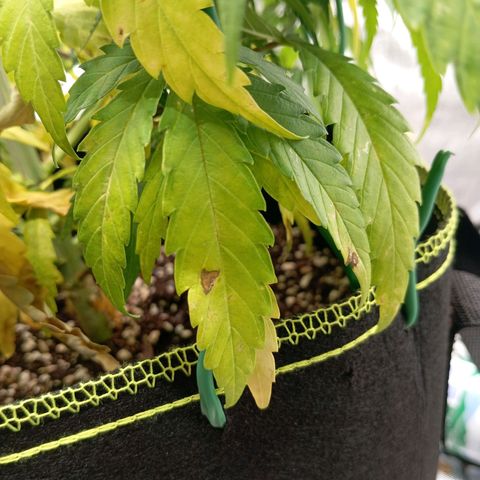Blue Cheese #1 growlog photo: Diverse Mängel an beiden pflanzen, kein plan was passiert und ehrlich gesagt kein Bock mehr mein Kopf wegen komischen Mängel zu ficken 