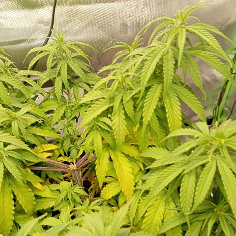 Blue Cheese #1 growlog photo: Diverse Mängel an beiden pflanzen, kein plan was passiert und ehrlich gesagt kein Bock mehr mein Kopf wegen komischen Mängel zu ficken 