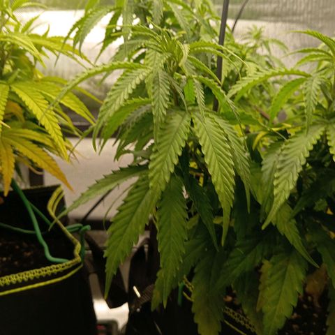 Blue Cheese #1 growlog photo: Diverse Mängel an beiden pflanzen, kein plan was passiert und ehrlich gesagt kein Bock mehr mein Kopf wegen komischen Mängel zu ficken 