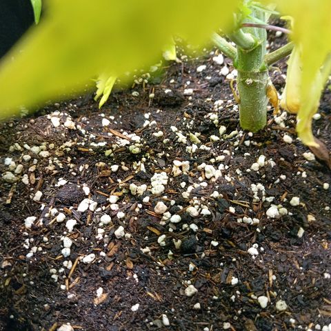 Blue Cheese #1 growlog photo: Diverse Mängel an beiden pflanzen, kein plan was passiert und ehrlich gesagt kein Bock mehr mein Kopf wegen komischen Mängel zu ficken 