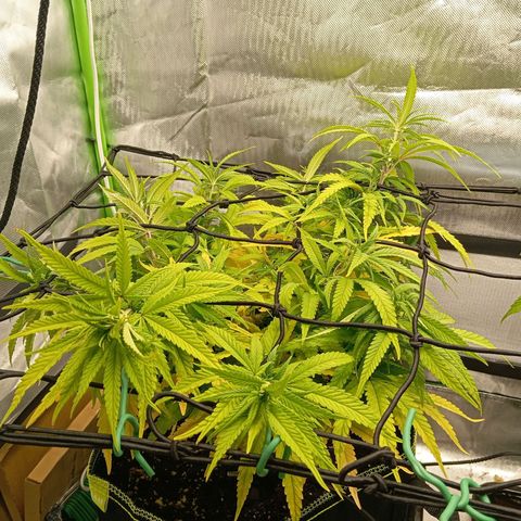Blue Cheese #1 growlog photo: Diverse Mängel an beiden pflanzen, kein plan was passiert und ehrlich gesagt kein Bock mehr mein Kopf wegen komischen Mängel zu ficken 