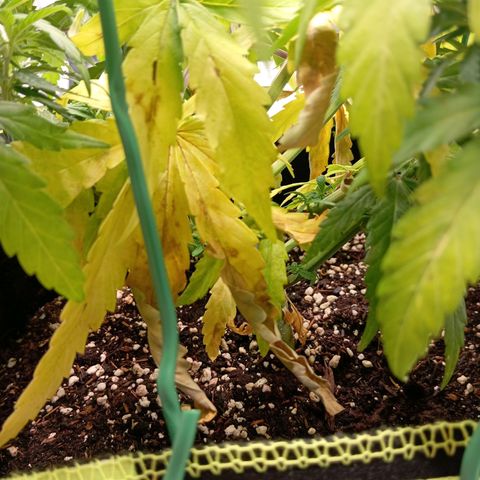 Blue Cheese #1 growlog photo: Diverse Mängel an beiden pflanzen, kein plan was passiert und ehrlich gesagt kein Bock mehr mein Kopf wegen komischen Mängel zu ficken 
