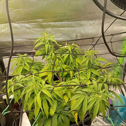 Blue Cheese #1 growlog photo: Diverse Mängel an beiden pflanzen, kein plan was passiert und ehrlich gesagt kein Bock mehr mein Kopf wegen komischen Mängel zu ficken 